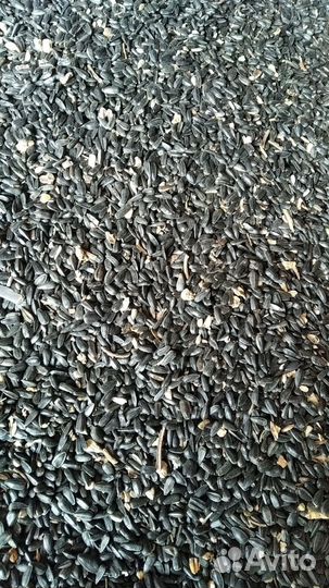 Семечки подсолнечника 4 тонны