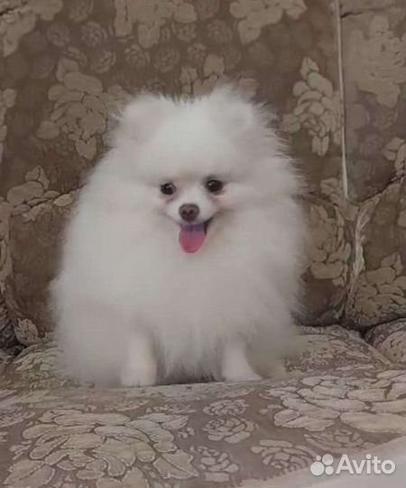 Белая девочка