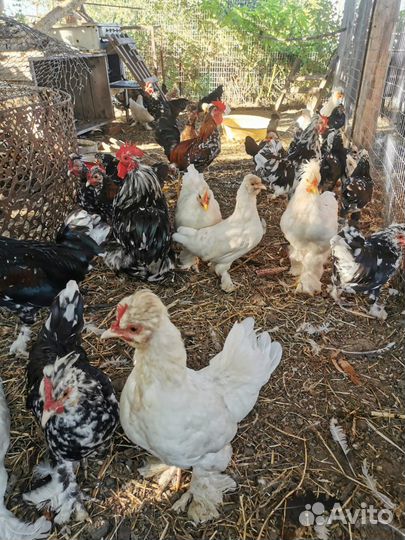 Декоративные карликовые куры