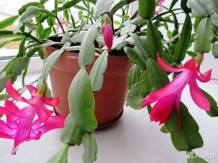 Декабрист розовый