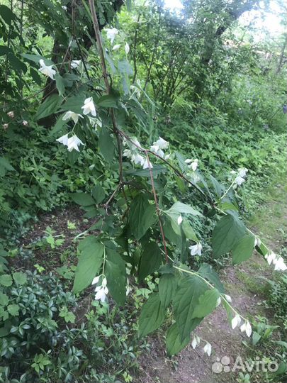 Декоративные кустарники и саженцы деревьев