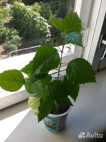 Продажа гибискуса