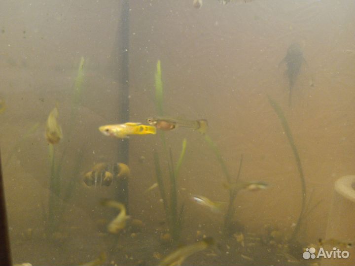 Гуппи карликовые (эндлера)