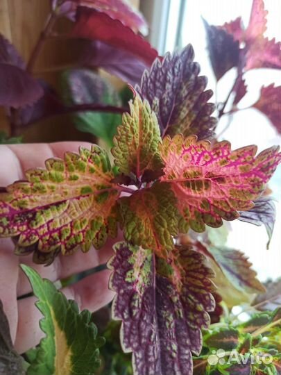 Колеусы вегетативные