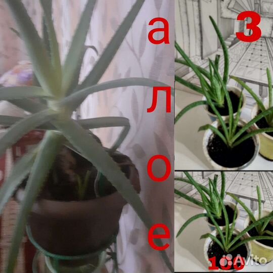 Комнатные цветы