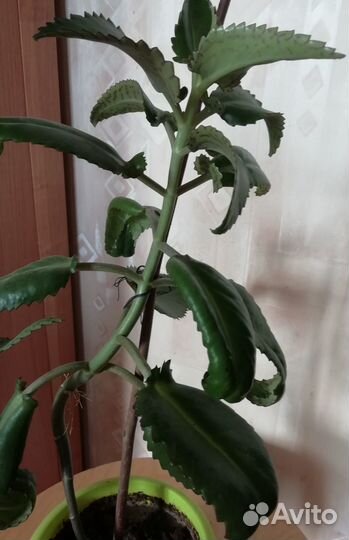 Каланхое лечебное