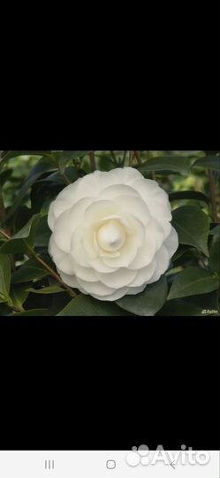 Камелия саженцы