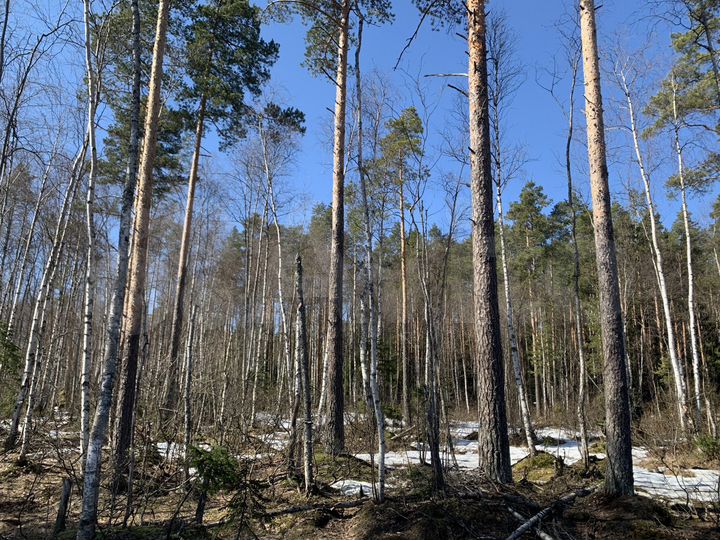 Участок 11 сот. (СНТ, ДНП)