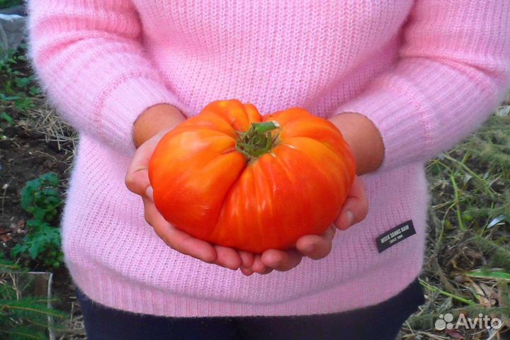 Семена томатов Минусинцев