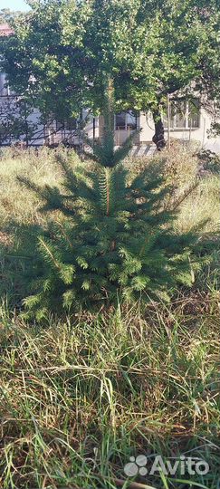 Ели голубые