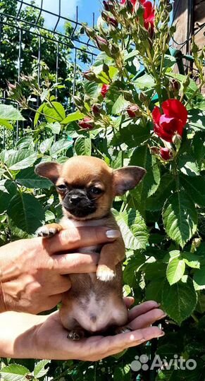 Щенки Чихуахуа