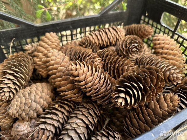 Шишки еловые для декора венков творчества