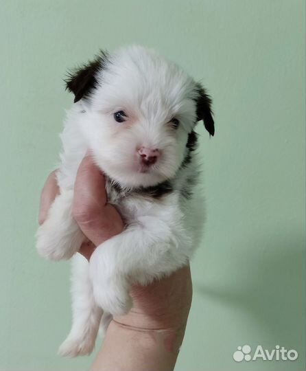 Щенки йорка мини