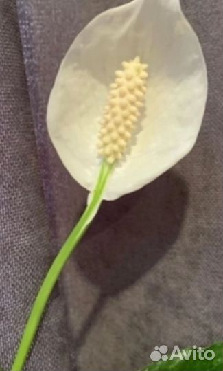 Цветок женское счастье