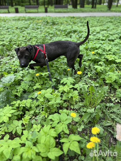 Метис шарпея в приюте ждет семью