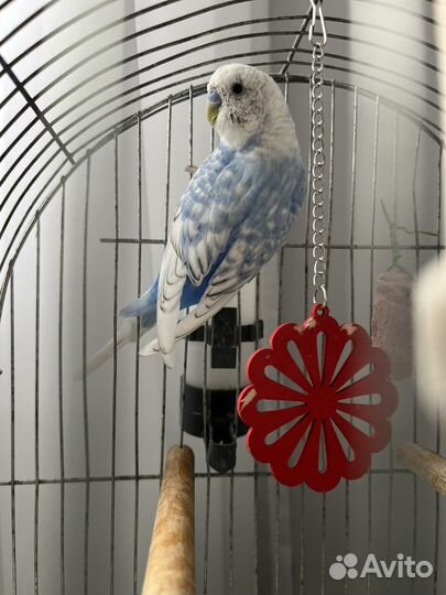 Волнистый попугай с клеткой