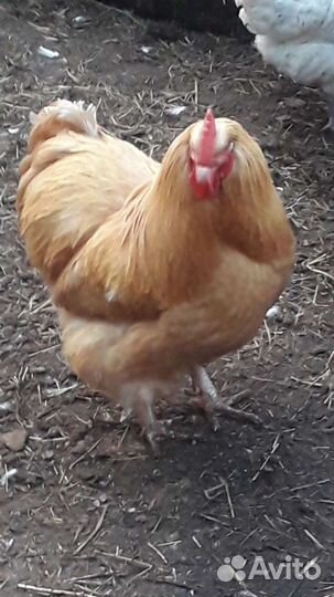 Петух Орпингтон