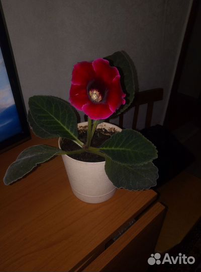 Глоксиния цветущая