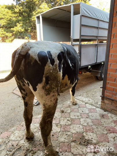 Убойный цех, перевозка и закупка крс