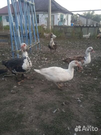 Мускусные утки