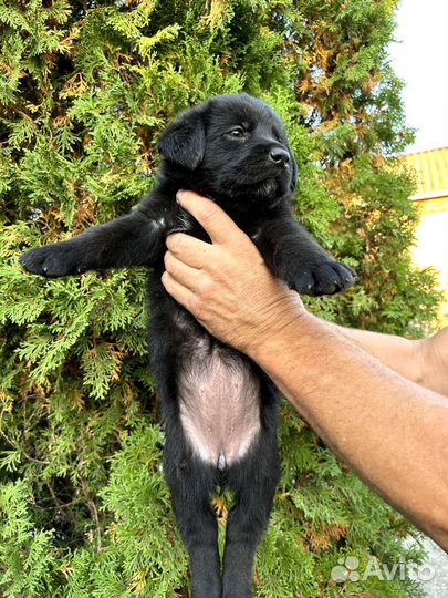 Щенки Лабрадора