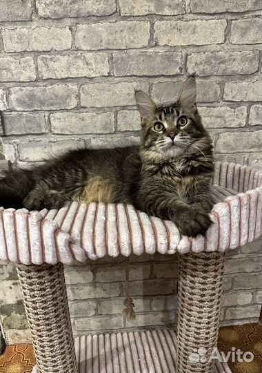 Котята породы Мейн-кун