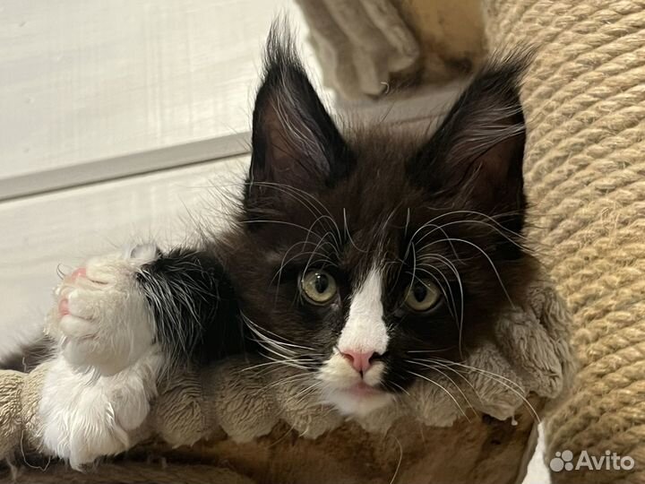 Котята мейн-кун