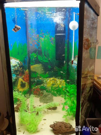 Аквариумные рыбки