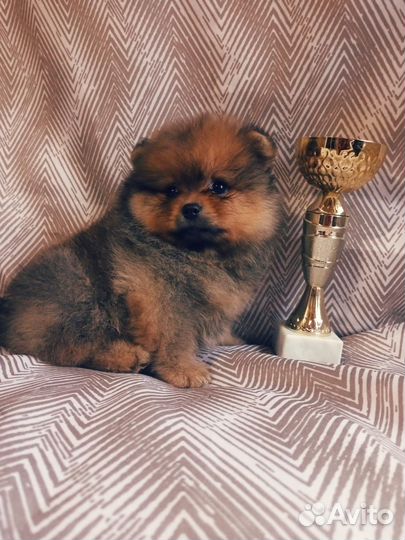 Мини мишки шпицы