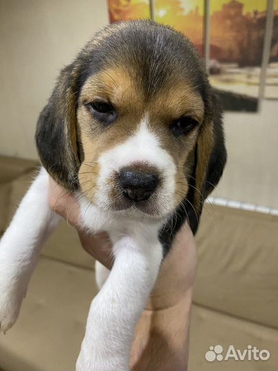 Щеночки бигль (питомник, доставка)