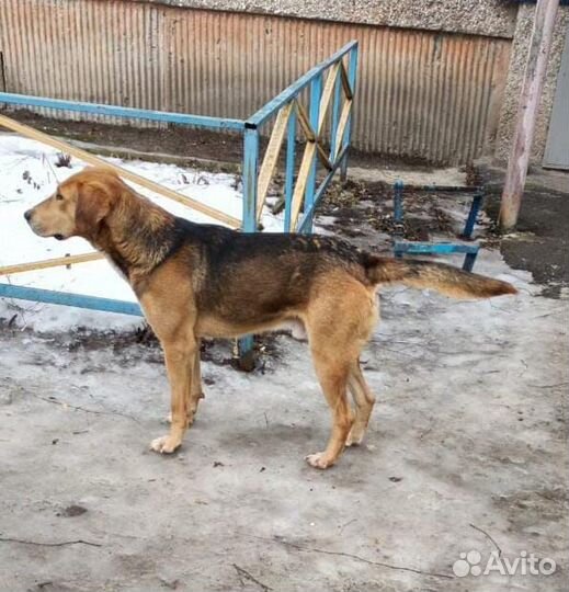 Собака ищет дом