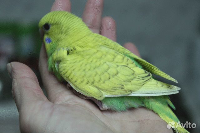 Птенцы волнистого попугая самые необычные цвета