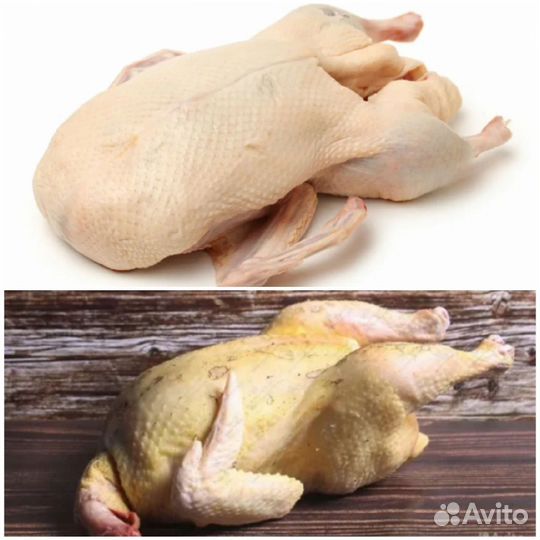 Продам тушку домашней курицы и утки