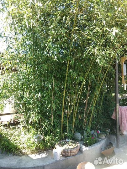 Саженцы бамбука