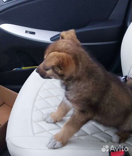 Щенок мальчик