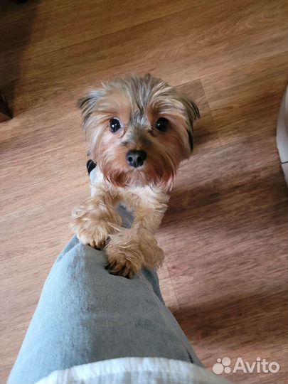 Йоркширский терьер щенки стандарт