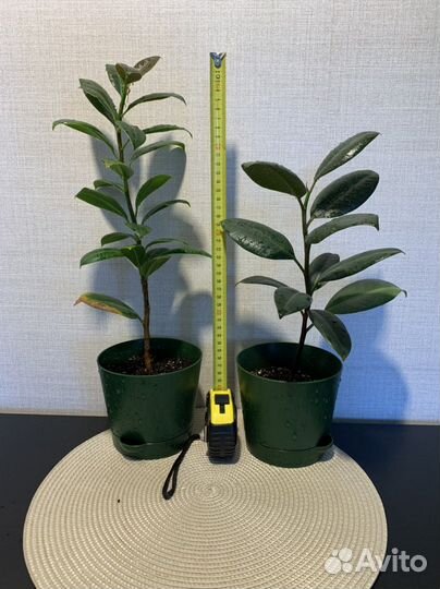 Отдам бесплатно растения