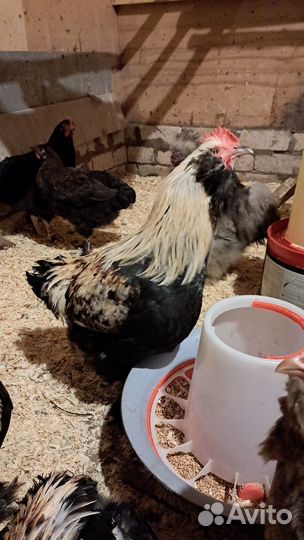 Молодые петрушки Фавероль