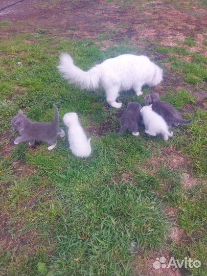 Кошка и котята