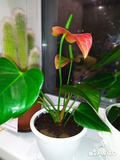 Антуриумы сортовые 3 вида