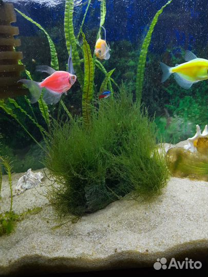 Аквариумные растения