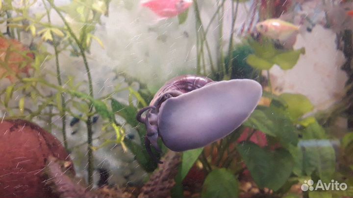 Цветные ампулярии