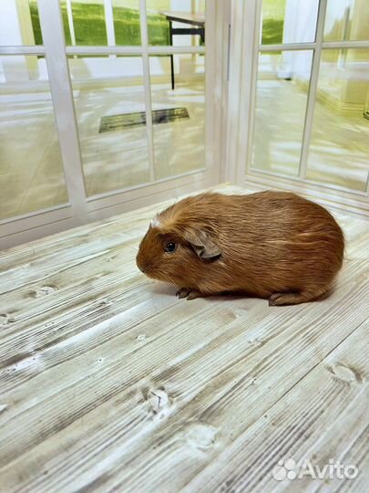 Морские свинки породы крестед