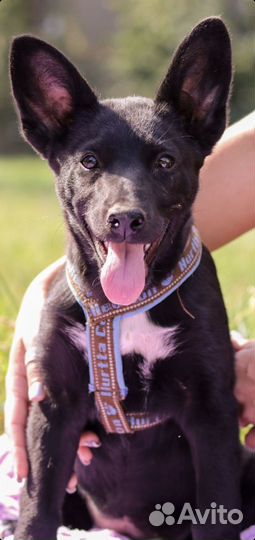 Мечта, а не собака 13 мес