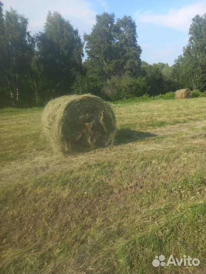 Сено в рулонах