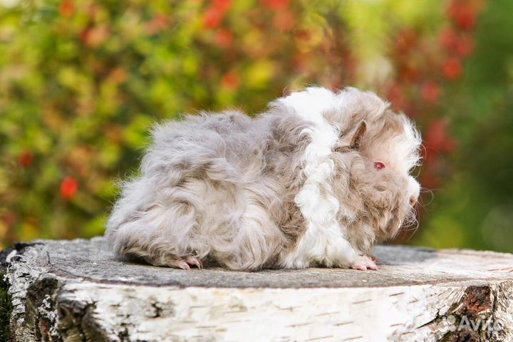 Морские свинки лункария