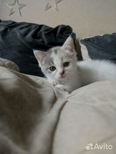 Кошкины дети