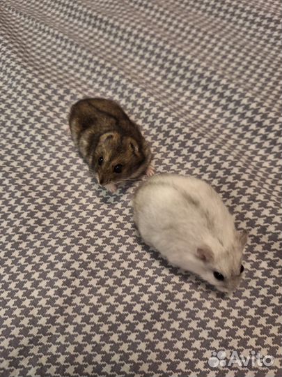 Джунгарский хомяк с клеткой