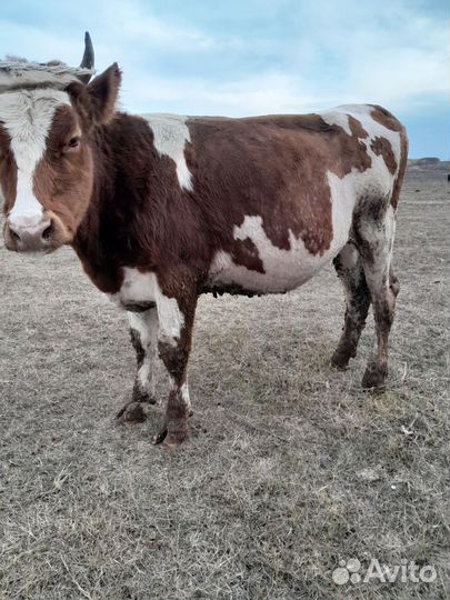 Корова дойная