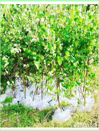 Саженцы березы оптом рост от 50 см до 300 см
